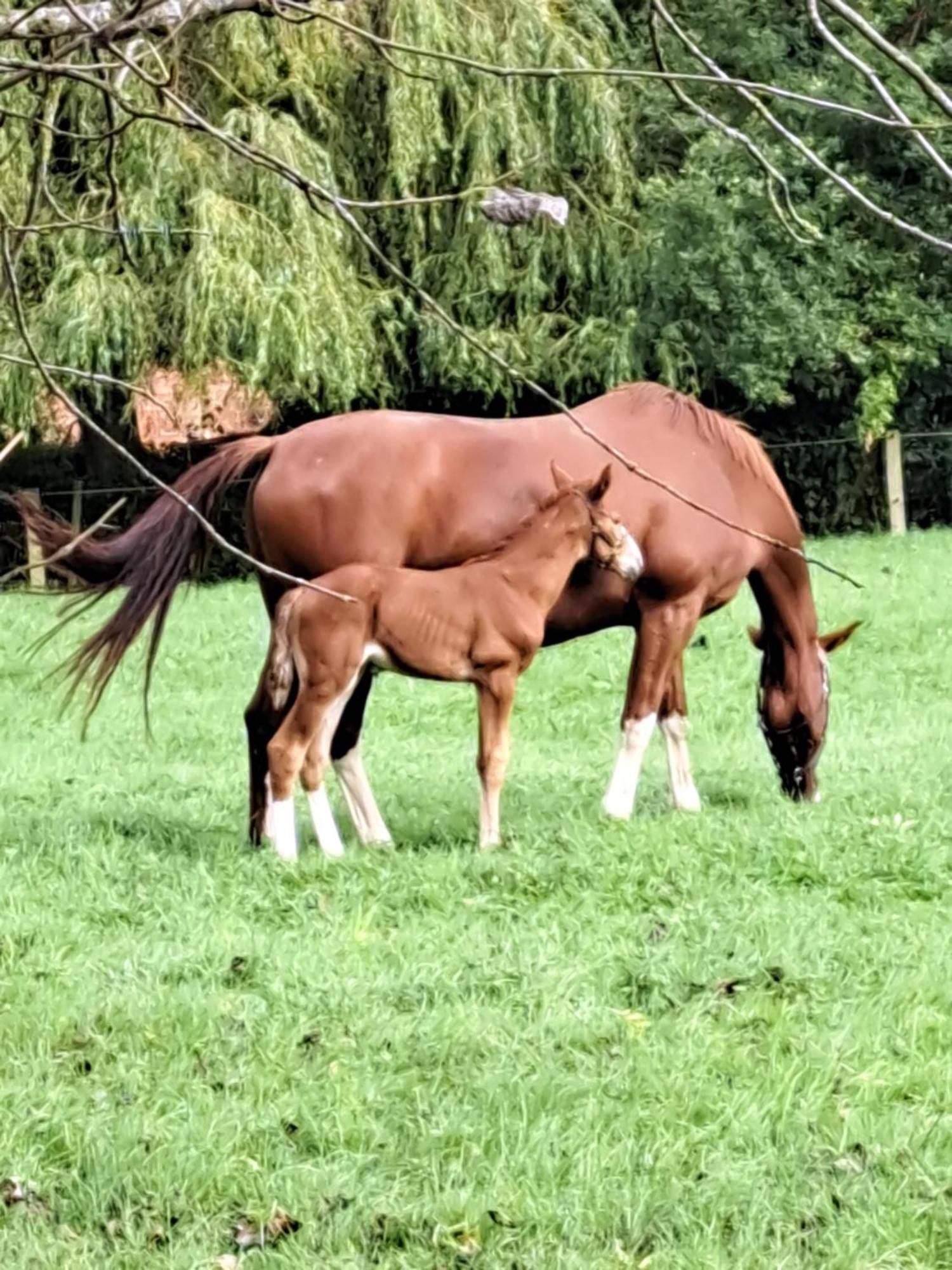 索利赫尔The Stables - Deer Park Farm住宿加早餐旅馆 外观 照片